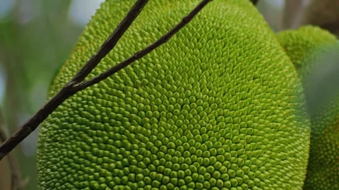 Close Up Texture of Green Breadfruit Skin on Tropical Tree Stockbeeldmateriaal 333547523