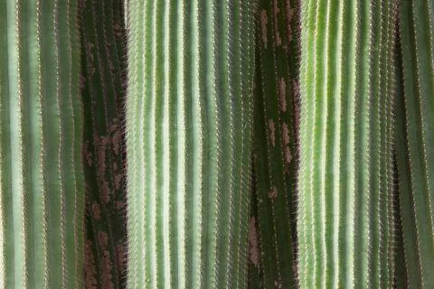 Close-Up Texture of Green Columnar Cactus with Sharp Spines Fotos Stock