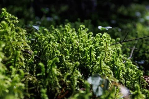 Close up texture of green forest moss. Green natural nature Stock Photos