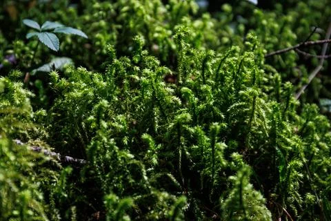 Close up texture of green forest moss. Green natural nature Stock Photos