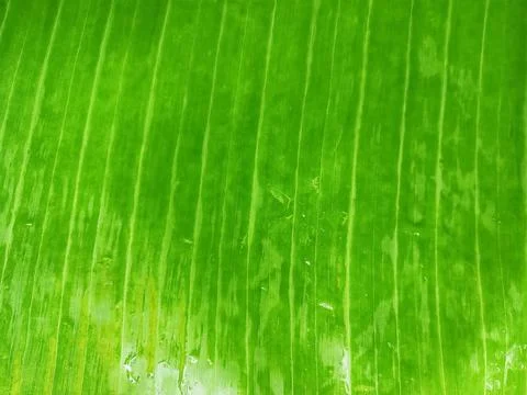 Close up of texture green Leaf, abstract art background. Stock Photos