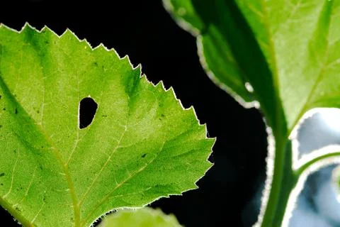 Close up texture of a green leaf as background, with sunlight Stock Photos