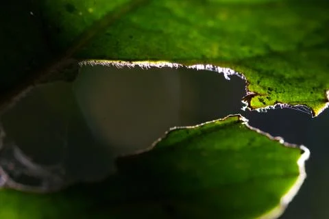 Close up texture of a green leaf as background, with sunlight Foto stock