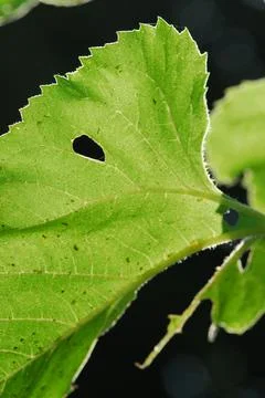 Close up texture of a green leaf as background, with sunlight Stock Photos