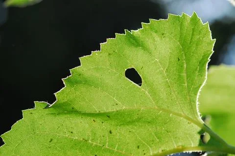 Close up texture of a green leaf as background, with sunlight Stock Photos
