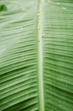 Close up to the texture of a green leaf, pattern of the texture of a green le Stock Photos