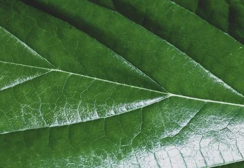 Close-up of the texture of a green leaf 库存照片