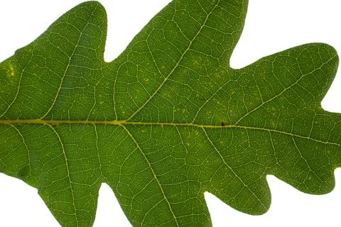 Close-up texture of green oak leaf. Isolated Foto stock