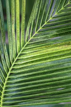 Close-up texture of a green palm leaf, vertical photo. background for Stock Photos