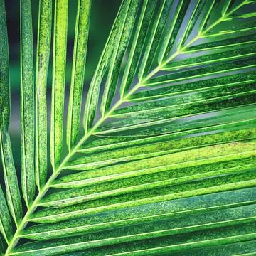 Close-up texture of green palm leaf, bright color Stock Photos
