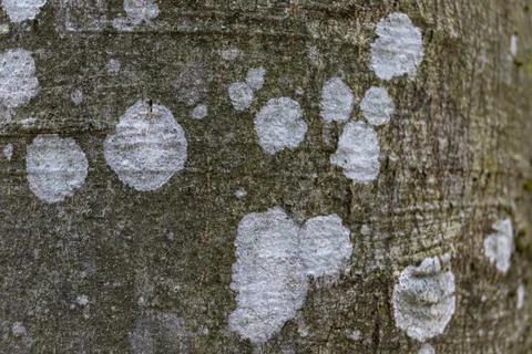 Close-up texture of grey beech tree bark with white spots of lichen, macro image Stock Photos