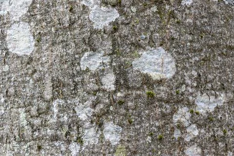 Close-up texture of grey beech tree bark with white spots of lichen, macro image Stock Photos