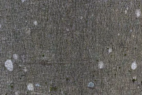 Close-up texture of grey beech tree bark with white spots of lichen, macro image Stock Photos