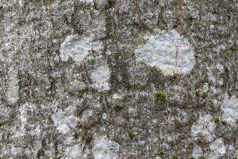 Close-up texture of grey beech tree bark with white spots of lichen, macro image Stock Photos