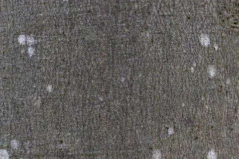 Close-up texture of grey beech tree bark with white spots of lichen, macro image Stock Photos