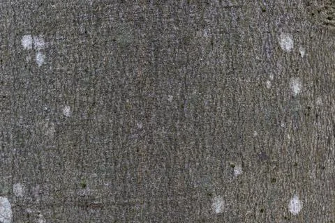 Close-up texture of grey beech tree bark with white spots of lichen, macro image Stock Photos