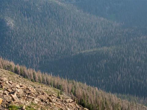 Close up texture image of forest and rocks in the Rocky Mountains. Stock Photos