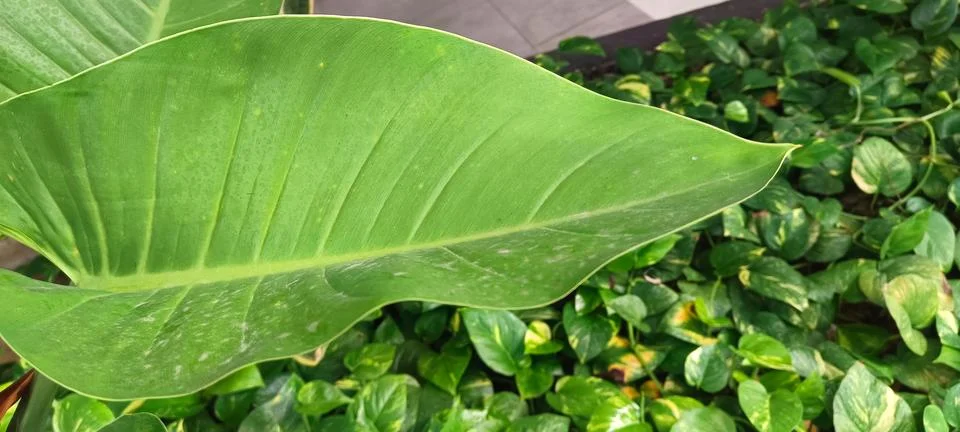 Close Up Texture of a Large Green Leaf Stock Photos