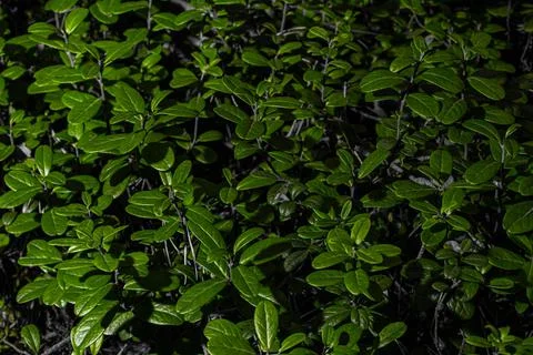 Close up the texture of a large number of green leaves of wild berries fills  Stock Photos