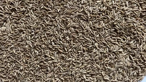 Close-up texture of a large quantity of dried cumin seeds (Jeera) spread out Stock Footage 328633494