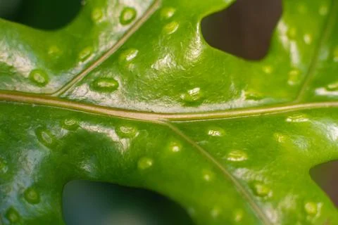 Close-up texture of a leaf with dots of the Breadfruit fern plant Stock Photos