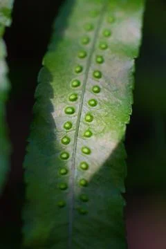 Close-up texture of a leaf with dots of the Breadfruit fern plant Stock Photos