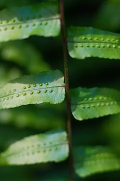Close-up texture of a leaf with dots of the Breadfruit fern plant Stock Photos