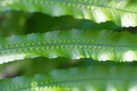 Close-up texture of a leaf with dots of the Breadfruit fern plant Stock Photos