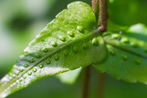 Close-up texture of a leaf with dots of the Breadfruit fern plant Stock Photos