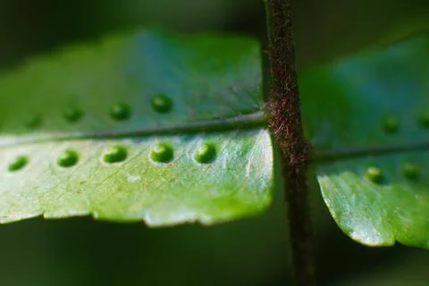 Close-up texture of a leaf with dots of the Breadfruit fern plant Stock Photos