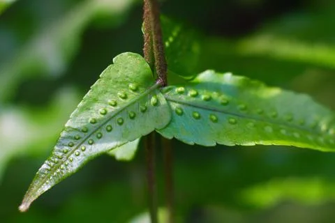 Close-up texture of a leaf with dots of the Breadfruit fern plant 스톡 사진