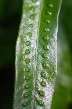 Close-up texture of a leaf with dots of the Breadfruit fern plant Stock Photos
