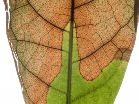 Close Up Texture of Leaf Veins with Backlight Stock Photos