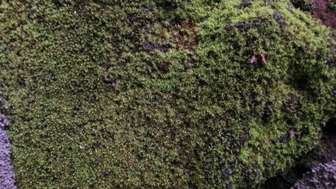 Close-up texture of lush green moss covering a dark, rough surface Stock Photos