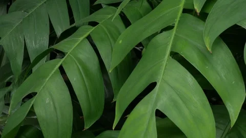 Close up texture of lush green tropical split leaves Stock Footage 324513558