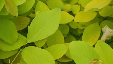 Close up texture of lush green tropical split leaves Stock Footage 325694895