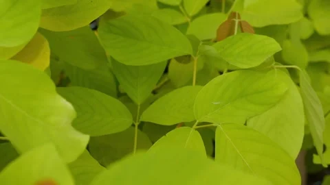 Close up texture of lush green tropical split leaves Stock Footage 325694937