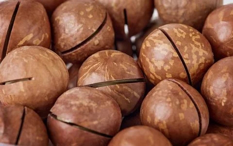 Close up texture of macadamia nuts in shell with saw cut slits 写真素材