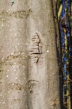 Close-up texture of a mature beech tree trunk with weathered bark and liche.. Foto stock