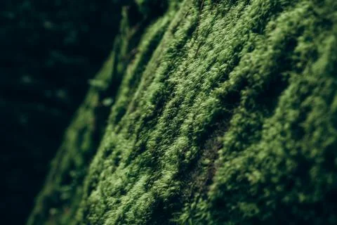Close Up Texture of Moss Covered Rock - 2 Stock Photos