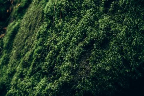 Close Up Texture of Moss Covered Rock Stock Photos