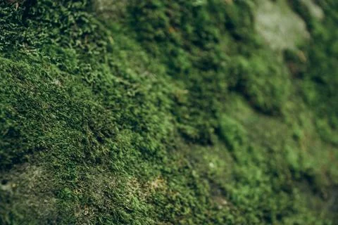 Close Up Texture of Moss Covered Rock - 1 Stock Photos