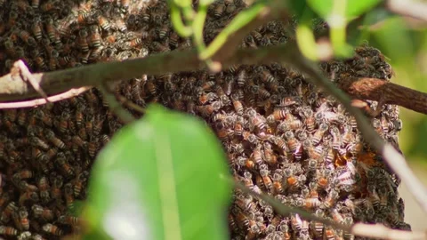 Close Up Texture of Moving Wild Bees Covering Natural Surface Видео 333547505