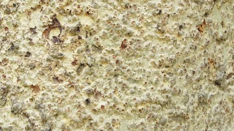 Close-up of texture of old bark in forest. Texture of tree trunk in the forest. Stock Footage 171816517