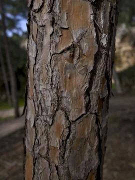 Close-up texture of an old forest tree trunk Stock Photos