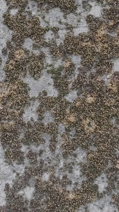 Close-up texture of an old stone wall covered in dense brown moss Stock Footage 335742286