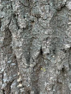 Close-Up Texture of Old Tree Bark Stock Photos