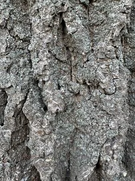 Close-Up Texture of Old Tree Bark Stock Photos