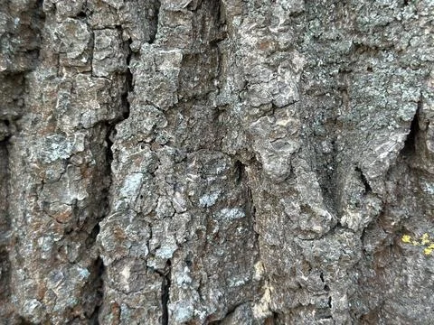 Close-Up Texture of Old Tree Bark Stock-Fotos