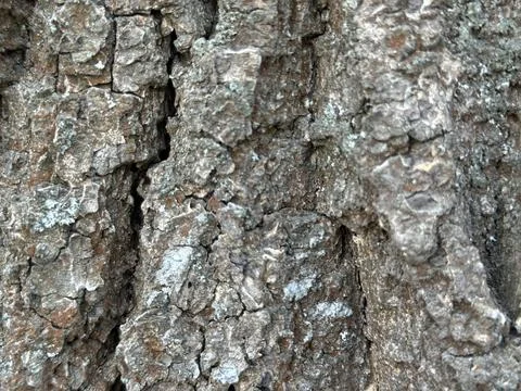 Close-Up Texture of Old Tree Bark Stock Photos